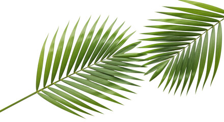 Fototapeta premium Isolated tropical palm fronds, green leaves, lush foliage, exotic plant leaves, natural elegance