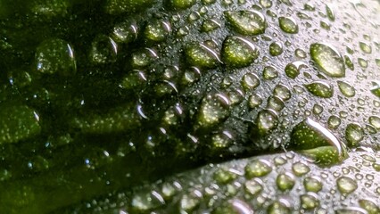 Natural texture of green leaf with dew drops