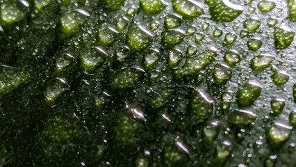 Natural texture of green leaf with dew drops