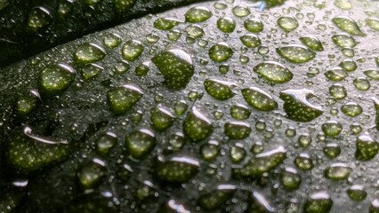 Natural texture of green leaf with dew drops
