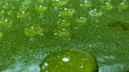 Natural texture of green leaf with dew drops