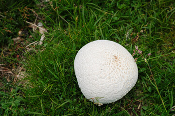 Calvatia booniana, or puffball mushroom, or western giant puffball in the Aigüestortes i Estany de Sant Maurici National Park. Catalan Pyrenees, Spain.