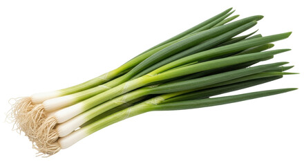 Isolated bundle of fresh green spring onions or scallions, uncooked, culinary ingredient