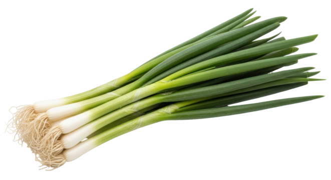 Isolated bundle of fresh green spring onions or scallions, uncooked, culinary ingredient