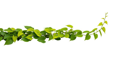 Isolated vine of green heartleaf philodendron for digital decoration or design element © Maros