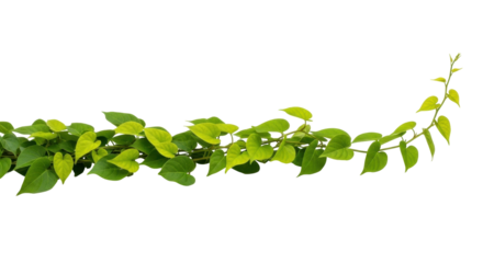 Isolated vine of green heartleaf philodendron for digital decoration or design element
