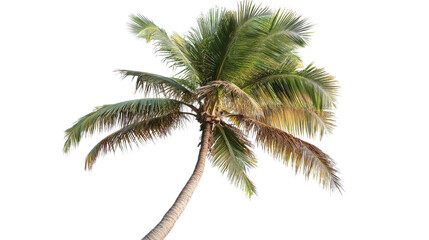 Coconut tree with green fronds isolated on a transparent background