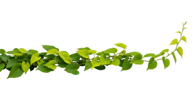 Isolated vine of green heartleaf philodendron for digital decoration or design element