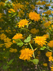 Kerria japonica yellow flowering plant