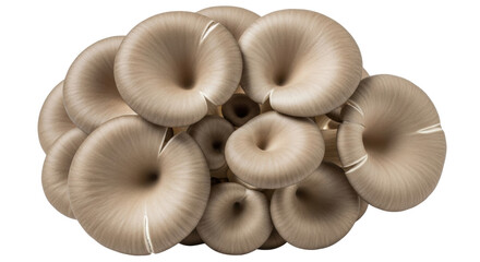 Isolated clump of Pleurotus ostreatus mushrooms, oyster mushroom fungi, delicious ingredients