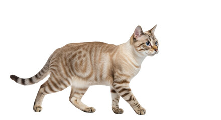 Isolated Bengal cat walking looking ahead with curiosity animal walking with interest