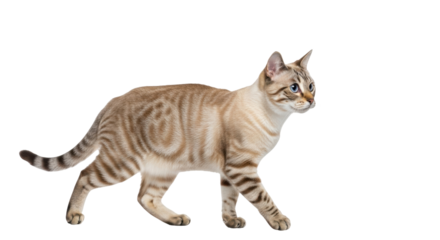 Isolated Bengal cat walking looking ahead with curiosity animal walking with interest