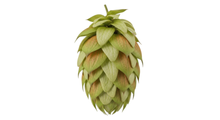 Isolated Common Hop Humulus lupulus cone, for beer brewing, on a neutral studio backdrop