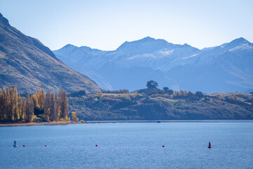 yellow colorful autumn leaves tree along wanaka lake with snow cap mountain range background in sunny day is very beautiful landscape view South Island New Zealand