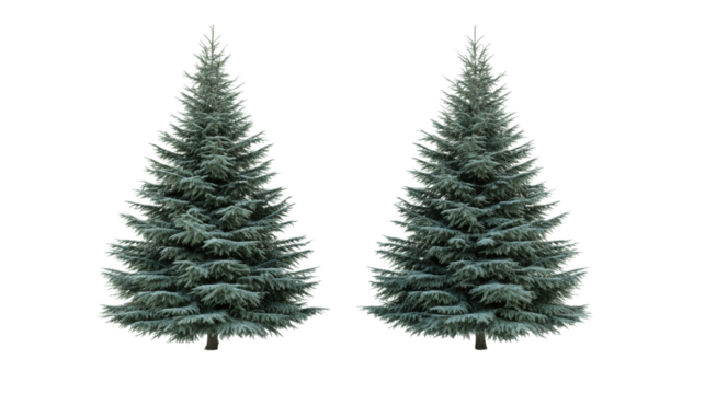 Two Christmas trees isolated on a transparent background