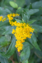 Closeup of a Tall Goldenrod Flower