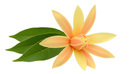 Isolated champak flower with petals blooming and green leaves, fragrant aroma, in studio shot