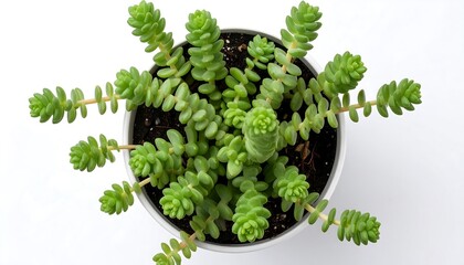 Succulent plant in a pot, top view (1)