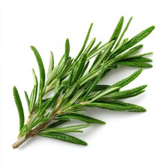 Fototapeta premium A close-up photo showcases a fresh rosemary sprig, ideal for culinary uses, with its fragrant leaves displayed in intricate detail
