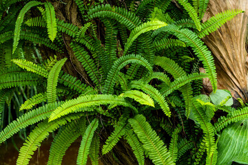 Gemeiner Schwertfarm