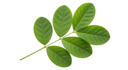 Isolated Green branch with oval leaves, healthy young plant, herbal medicine ingredient