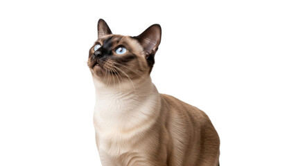 Isolated Siamese cat looking up with blue eyes, brown, adorable, domestic, mammal, and pet