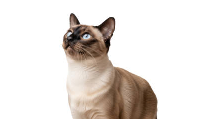 Isolated Siamese cat looking up with blue eyes, brown, adorable, domestic, mammal, and pet