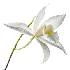 Elegant white orchid bloom against a stark black background