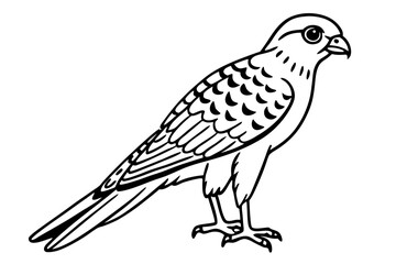 vector illustration of a common kestrel bird