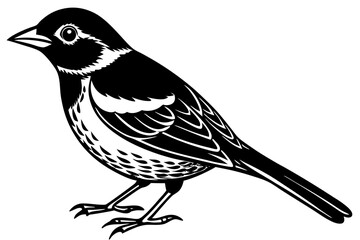 black and white bird