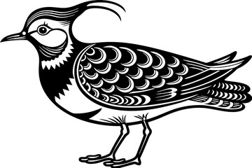 black and white northern lapwing birds