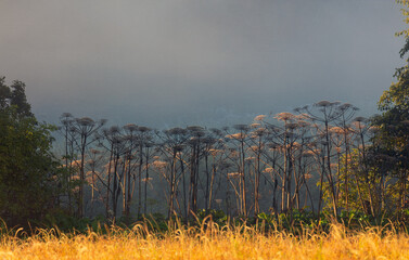  Barszcz Sosnowskiego