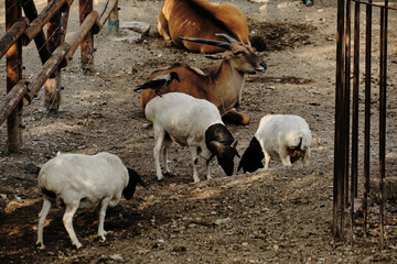 Group of sheep with black heads graze near an antelope lying down, a crow perches on one sheep back