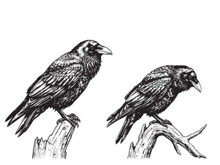 Raven Perched Vintage Engraved Mystical Bird Illustration Isolated Vector