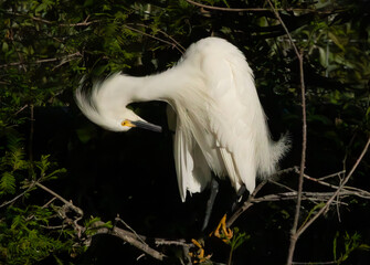 Snowy Egret preening
