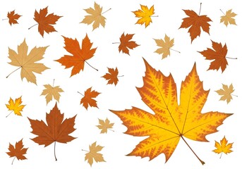 A Symphony of Maple and Sycamore Leaves in Burnt Orange, Brown, and Gold Gently Floating Against a Pristine White Canvas, Capturing the Ephemeral Beauty of Fall.