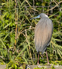Tri Colored Heron in nature