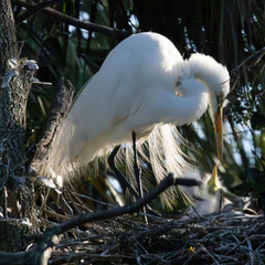 Great Heron at her nest