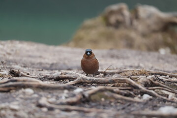 Common chaffinch bird standing on rocky ground with blurred natural background