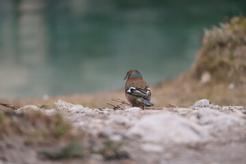 Common chaffinch bird standing on rocky ground with blurred natural background