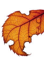 A freshly torn autumnal leaf with vibrant crimson, sienna, amber gradient, fibrous interior, prominent veins, and glistening dew. Macro studio shot on transparent, raking light, nature's intricate