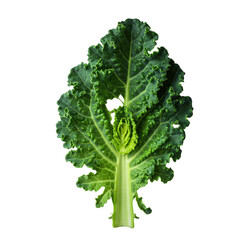 Extreme close-up of an oversized, deeply emerald green kale leaf with a dramatic tear, revealing intricate fibers, isolated on a transparent background. Meticulous nature study