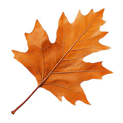 Single dry maple leaf falling isolated on transparent background.