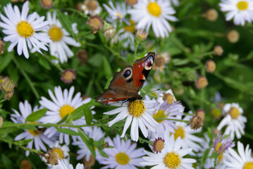 European peacock butterfly (Aglais io) sitting on a daisy in Zurich, Switzerland