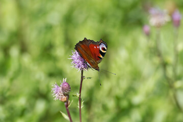 European peacock butterfly (Aglais io) sitting on pink flower in Zurich, Switzerland