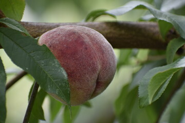 Peaches growing on tree branch among green leaves