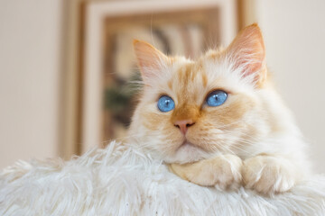Birman cat with bright blue eyes in a soft cat bed in front of a still life painting