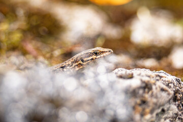portrait d'un jeune l&eacute;zard des murailles en Proxi photographie, avec un joli bokeh artistique