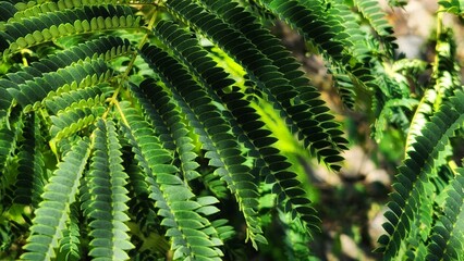 green plants growing in a lush foliage background. Green plant leaves background