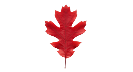 Isolated red oak leaf representing autumn, October, November, or thanksgiving themes